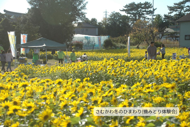 「2025 さむかわ冬のひまわり」